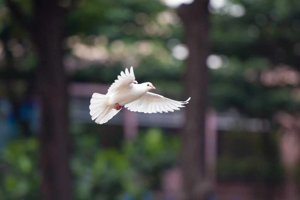 dove mid-flight