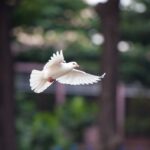 dove mid-flight