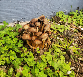 Crop of mushrooms springing up